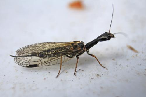 Phaeostigma sp.